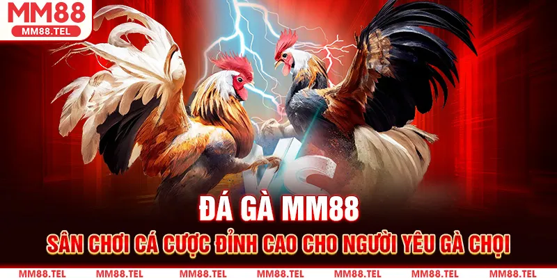 Đá Gà MM88 – Sân Chơi Cá Cược Đỉnh Cao Cho Người Yêu Gà Chọi
